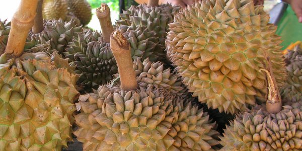 durian-thai-fruit-koh-chang