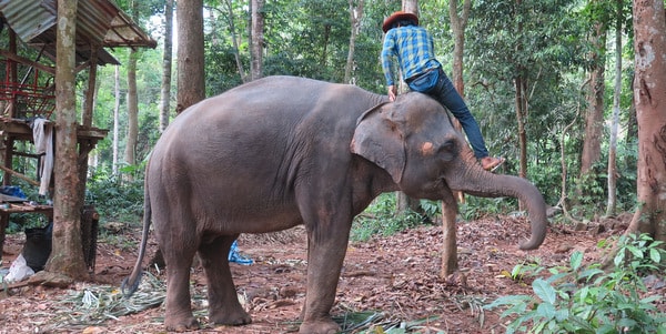elephant and mahout ban kwan chang koh chang