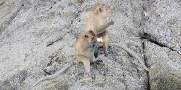 monkeys feeding off scraps from boat trip koh chang