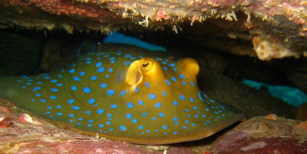ray fish koh chang diving