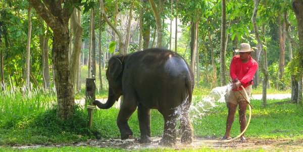 The Koh Chang Elephant - Ears and Camps