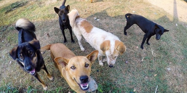 orphan dogs happy dogs shelter koh chang volunteering