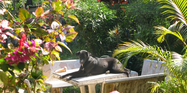 dog resting koh chang animal project