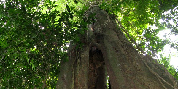 Koh Kood Tree-Sai Yai