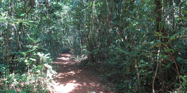 forest trails on koh mak