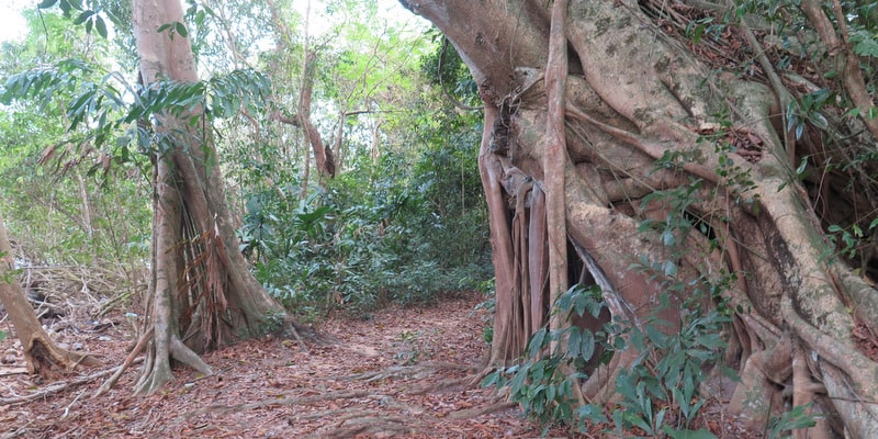 trail in koh mak forest